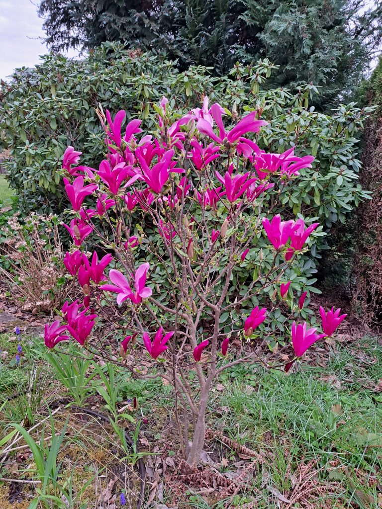 Frühlingsblüte in Sörgien