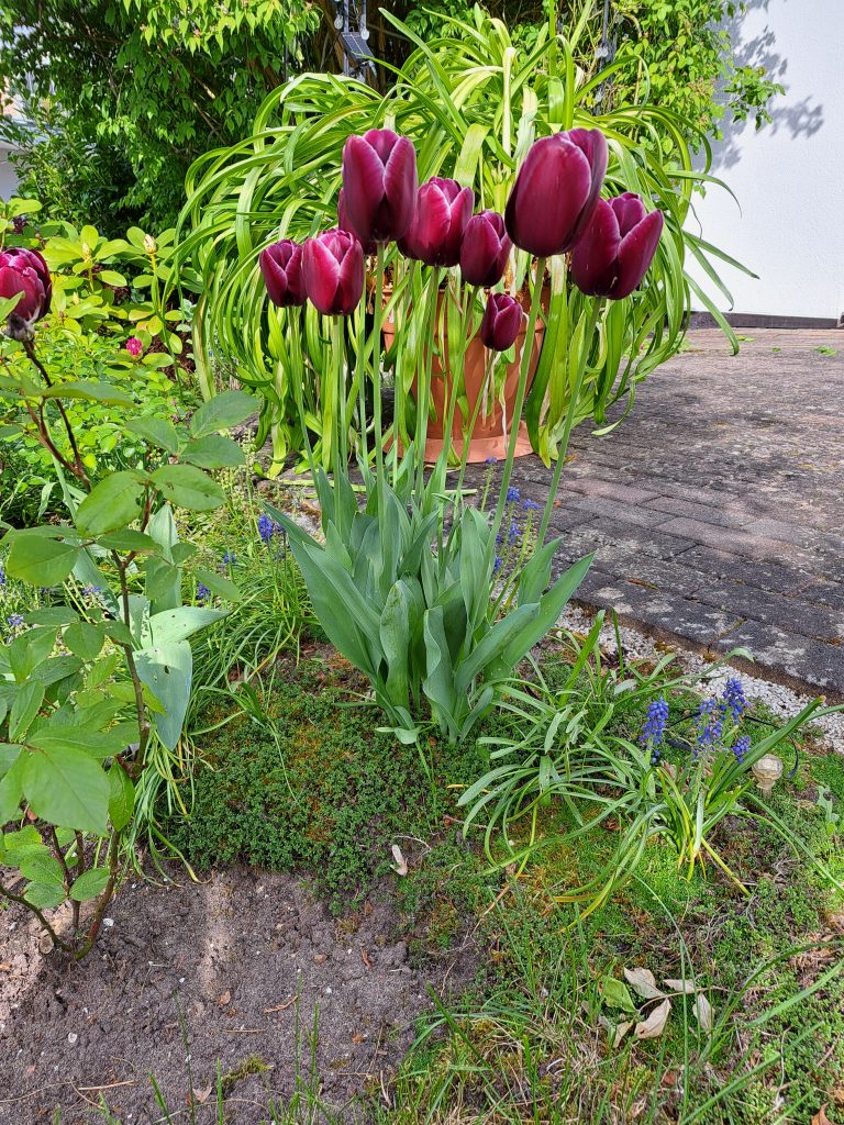 Blühende Pflanze in Sörgien