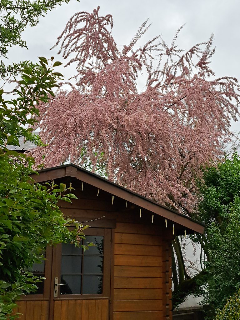 Blüten im Mai in Sörgien