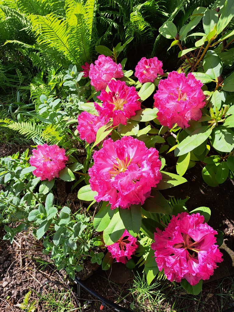 Blühender Garten im Mai