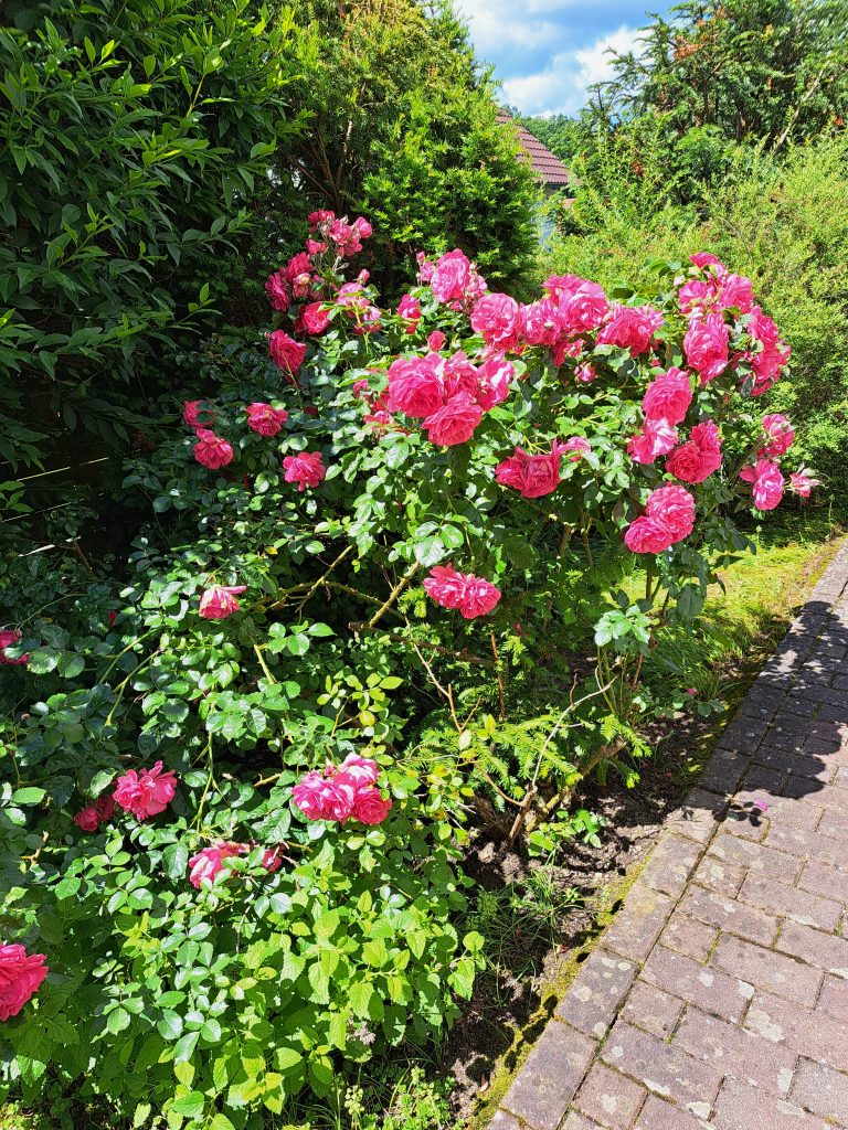 Blütenpracht Ende Mai