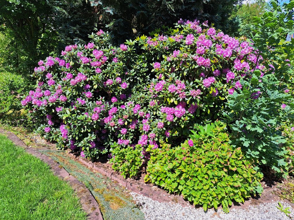 Gartenaufnahme Ende Mai